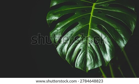 A close up view of a monstera leaf highlights its green color and distinct shape on a dark background in a natural setting.