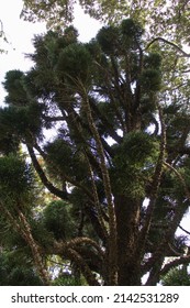 Close Up View Of A Moreton Bay Pine Or Hoop Pine Branch.