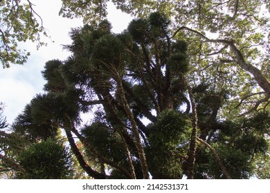 Close Up View Of A Moreton Bay Pine Or Hoop Pine Branch.