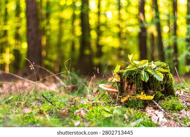 Close up view of a moss covered tree stump with fresh green leaves and a red toadstool mushroom growing beside it on a forest floor. The ground is covered with grass, moss, and dry autumn leaves, while tall trees in the background create a bright green bokeh. Warm sunlight filters through the woodland, giving the scene a vibrant, atmospheric feel.