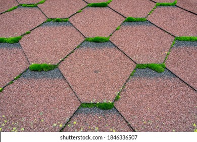 Close Up View Of Moss Infested Asphalt Shingles Roof Damage That Needs Repair And Cleaner.