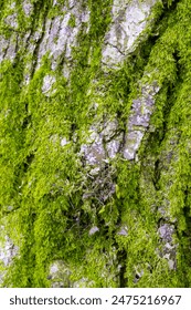 Close up view of moss over tree trunk. Tree bark covered in color moss. Background of Color mossy abstract forest as a wallpaper. A lush Terrarium ecosystem on bark. Wood texture background closeup