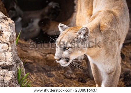 Close view of a mountain lion emerging from a rocky den showcasing wildlife behavior natural habitat and predator awareness