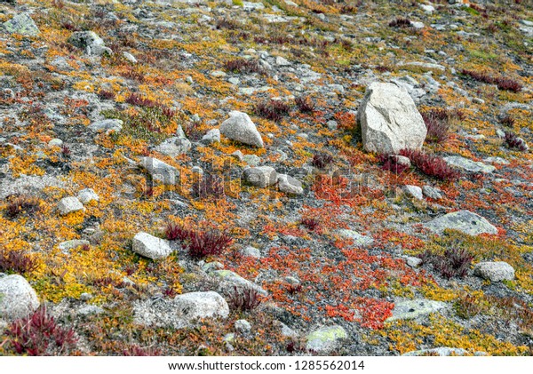 A close up view of mountain\
tundra, turning brilliant fall colors of red and orange and\
yellow