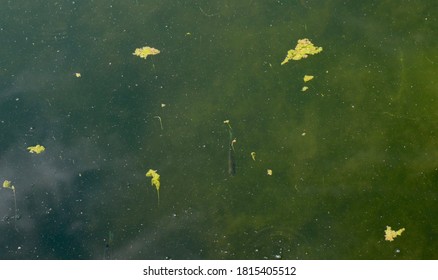 A close view of the murky water surface. - Shutterstock ID 1815405512