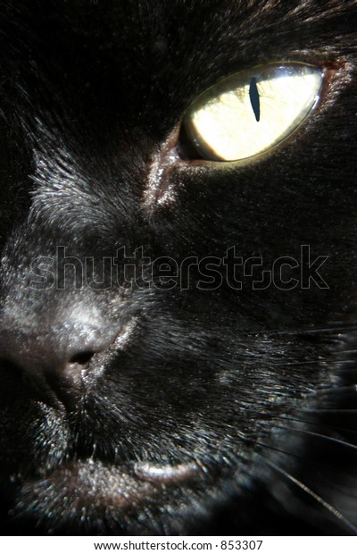 close view my cat zombie included stock photo edit now 853307