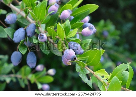 Close up view of Myrtus communis 