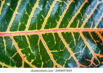 Close up view of natural pattern of croton leaves, color full and beatiful leaves. - Powered by Shutterstock