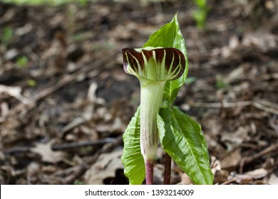 Close up view of a naturally growing Jack-in-the-pulpit wildflower (arisaema triphyllum) blooming in its native woodland forest setting - Shutterstock ID 1393214009