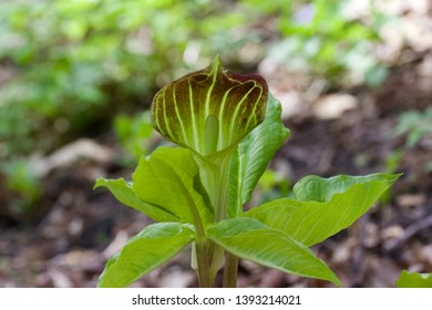 Close up view of a naturally growing Jack-in-the-pulpit wildflower (arisaema triphyllum) blooming in its native woodland forest setting - Shutterstock ID 1393214021