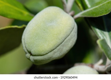 Close Up View Of New Zealand Karo Tree (Pittosporum Crassifolium) Seed Capsule