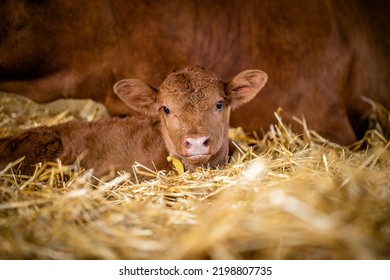 Close up view of newborn brown calf lying in the hay by it's cow mother on the farm. Cows reproduction and calving.