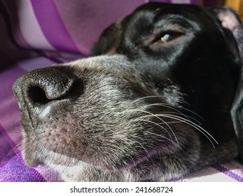 Close Up View Of The Nose Of A Dog. Dog Whiskers