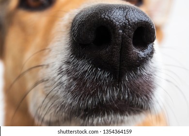 2,753 Dog Nose Side View Images, Stock Photos & Vectors | Shutterstock