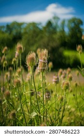 Close up view of numerous Wild Teasel Dipsacus fullonum plants with spiky seed heads against a bright blue sky and soft focus green background Lerryn United Kingdom