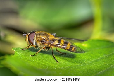 close up view o a hoverfly - family Syrphidae - sitting o a leaf