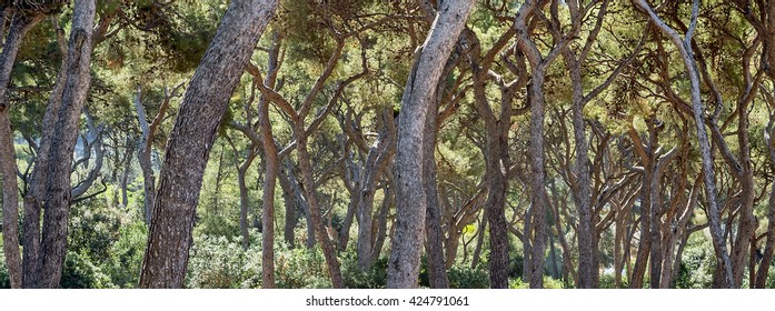 Close view of an old forest with pine-trees "Pinus pinea" in the park "Pastre" of Marseille in South France