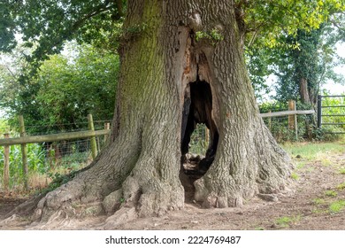 Close Up View Of Old Tree With Hollow Trunk Named Faerie Tree Along The Cotswolds Way, Near Stroud, UK