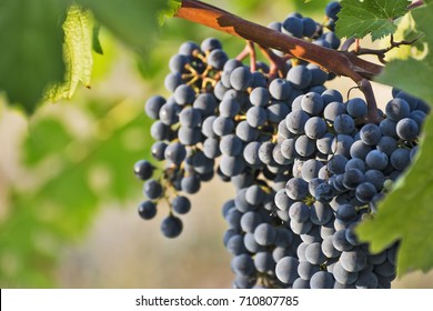 A Close Up View On A Bunch Of Grapes In A Wine Yard In A Sunny Day In Italy