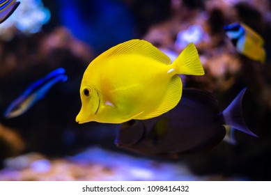 Close view on the coral reef fish