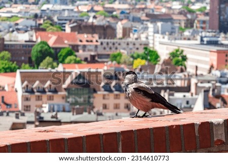 Close up view on crow which watching the panorama of Buda in Budapest - Hungary.