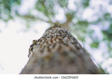close view on a deciduous tree trunk