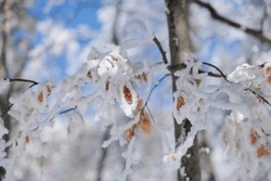 Close Up View On The Frozen And Snowy Leaves Of A Tree In A Mountain Forest, In The Morning, During Winter Season. Blurred White Snowy Forest And Blue Sky On The Background