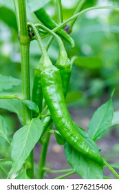 Close up view on a green hot peppers growing in  the garden