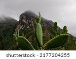 Close up view on green Prickly Pear Cactus (Opuntia) in the UNESCO Anaga rural park near Taganana, Tenerife, Canary Islands, Spain, Europe. Mountain peak Roque Negro is covered by fog and clouds