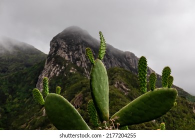 Close up view on green Prickly Pear Cactus (Opuntia) in the UNESCO Anaga rural park near Taganana, Tenerife, Canary Islands, Spain, Europe. Mountain peak Roque Negro is covered by fog and clouds