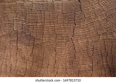 Close Up View On Growth Rings Of Ancient Sequoia Tree In Sequoia National Forest, California, USA