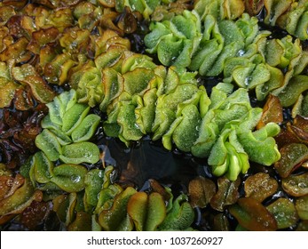 A Close Up View On Kariba Weed (Salvinia Molesta) Which Is An Aquatic Fern.