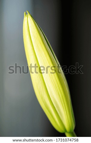 Similar – crocus Crocus Flower