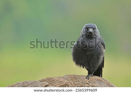 Close up view on The western jackdaw (Corvus monedula)