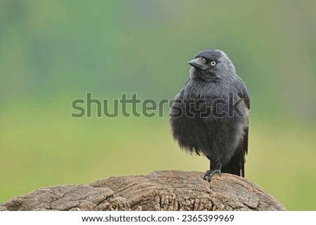 Close up view on The western jackdaw (Corvus monedula)