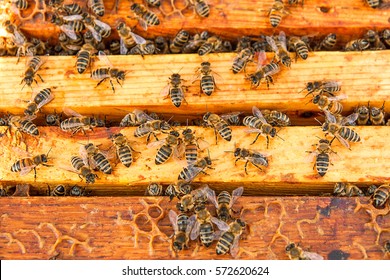 Close Up View Of The Opened Hive Body Showing The Frames Populated By Honey Bees.