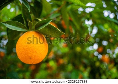 Close up view of orange fruits on trees in the garden of Turkey. High quality photo