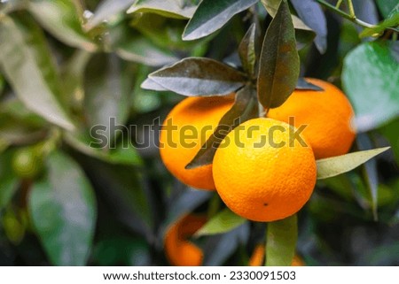 Close up view of orange fruits on trees in the garden of Turkey. High quality photo