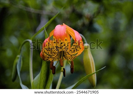 The close up view of orange leopard lily flower.