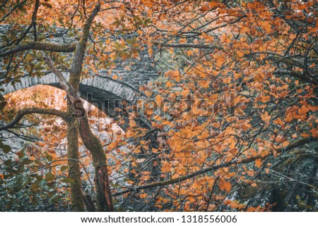 Close up view of orange maple leaves on branch against old stone bridge background. Snowdonia National Park in North Wales,UK