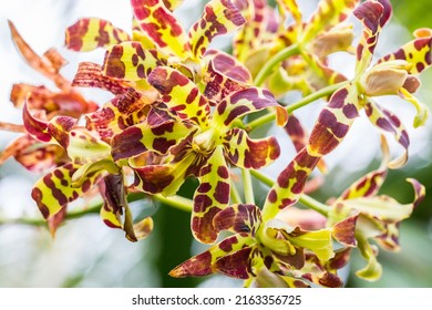 Close up view of orchids