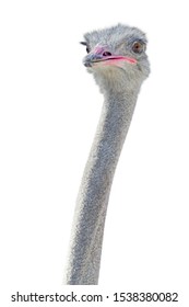 Close up view of an ostrich bird head - Shutterstock ID 1538380082