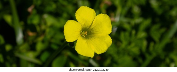 oxalis pes-caprae