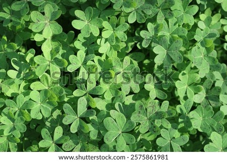 close - up view of Oxalis pes-caprae background