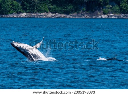 A close up view of a pair of young Humpback Whales breaching in Auke Bay on the outskirts of Juneau, Alaska in summertime