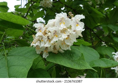 Close view of panicle of white flowers of catalpa tree in June