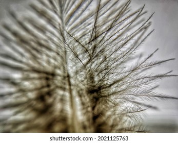 Close up view of a part of a feather. Selective focus close-up photography. Wallpaper art concept.