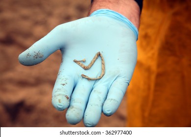 Close up view of part of a WHALE TAPE WORM from a Dead Humpback Whale that washed upon the shore in Sunset Beach California. Whale tapeworm can reach over 100 feet in length.
