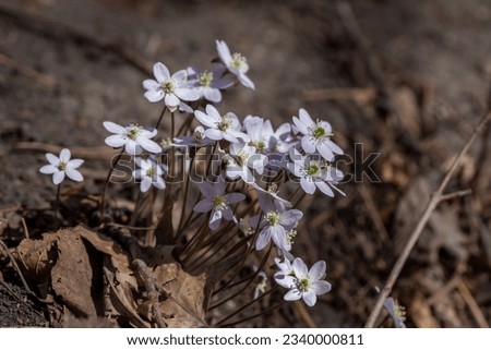 Close up view of a patch of sharp-lobed hepatica wildflowers (anemone acutiloba) blooming in an undisturbed woodland ravine