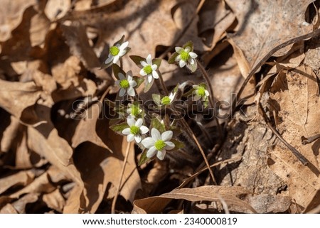 Close up view of a patch of sharp-lobed hepatica wildflowers (anemone acutiloba) blooming in an undisturbed woodland ravine